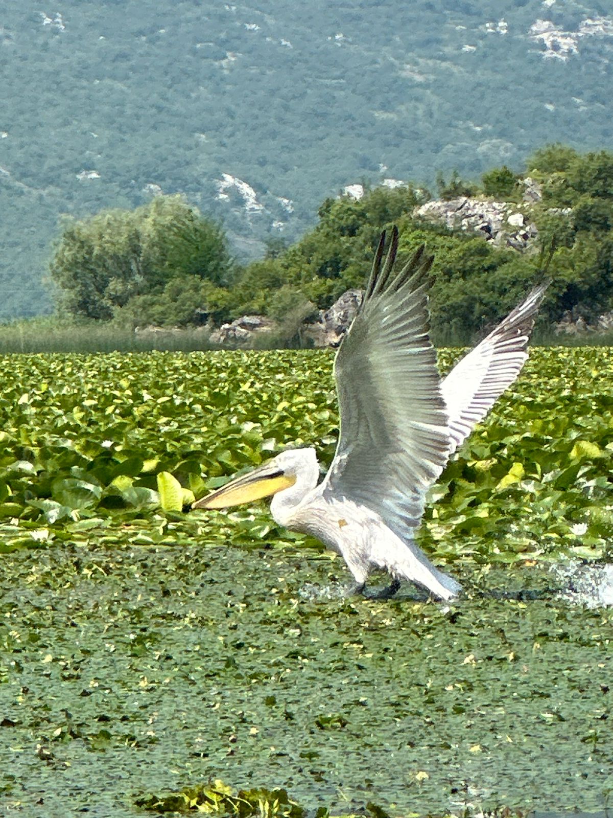 A Dalmatian pelican on the water at Lake Skadar, Montenegro
